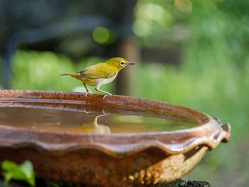 Bird warbling white-eye. bird distinctive white eye-ring and overall yellowish upper parts