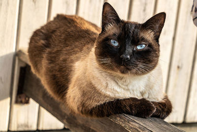 Close-up portrait of a cat