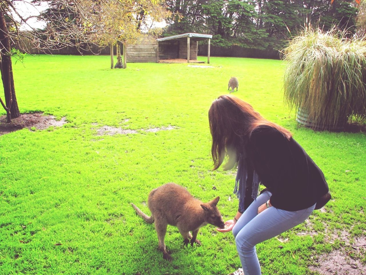 domestic animals, animal themes, grass, mammal, dog, one animal, field, pets, tree, green color, grassy, livestock, park - man made space, two animals, lawn, full length, sunlight, nature, growth, day