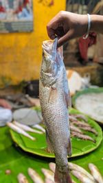 Close-up of hand holding fish