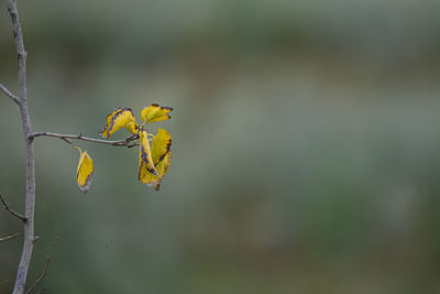 Close-up of yellow flowering plant leaves