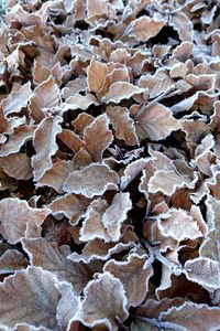 Full frame shot of leaves