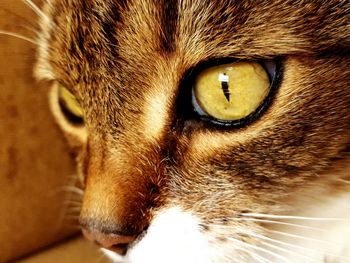 Close-up portrait of cat