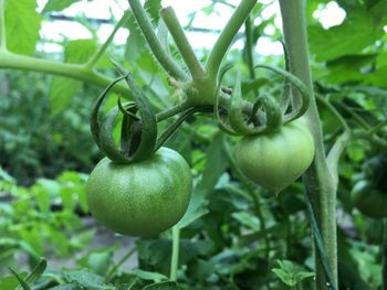 Close-up of tomatoes growing on plant