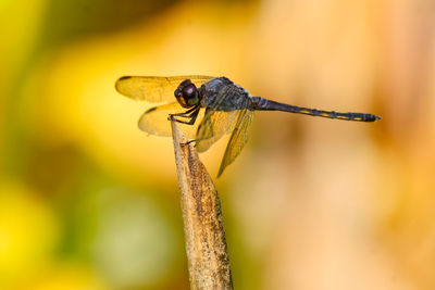 Close-up of dragonfly on twig