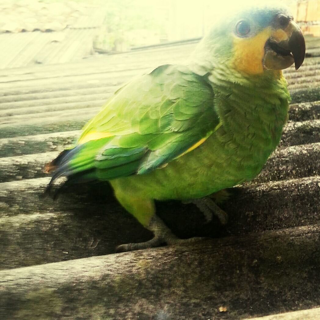 animal themes, one animal, animals in the wild, wildlife, bird, close-up, focus on foreground, side view, outdoors, day, no people, green color, animal head, full length, sunlight, yellow, nature, pets, two animals, zoology