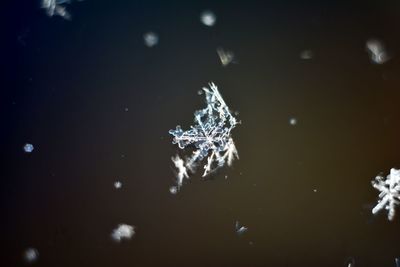 Close-up of jellyfish swimming in lake during winter