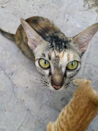 Close-up portrait of cat