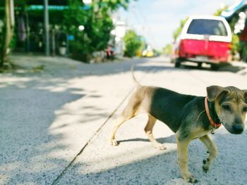 Dog walking on street