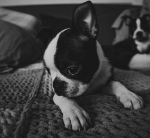 Portrait of dog relaxing on bed at home