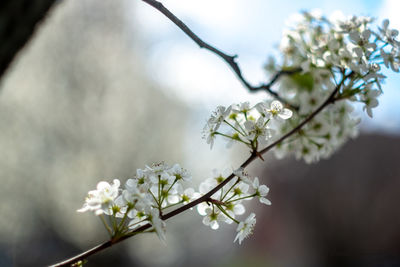 Close-up of white cherry blossoms in spring