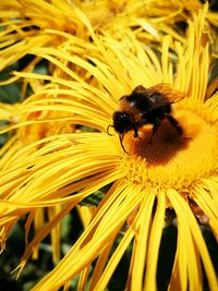 Close-up of bee on yellow flower