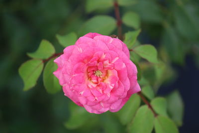 Close-up of pink rose