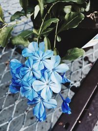 High angle view of blue flowers blooming outdoors