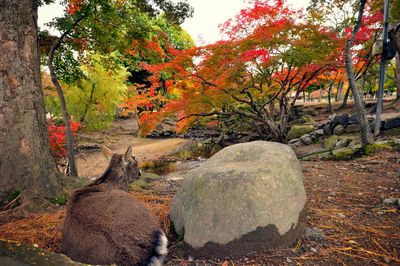 Cat on tree during autumn