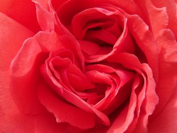 Close-up of pink rose