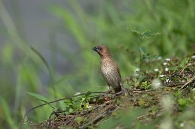 Close-up of a bird perching on a land