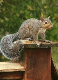 Close-up of an animal on wooden wall