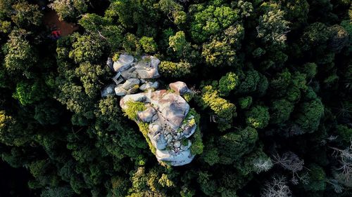 High angle view of plants and rocks