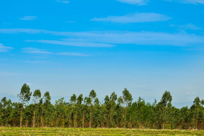 Trees on field against sky