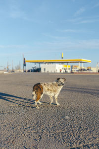 Dog walking on road against sky