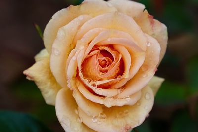 Close-up of rose blooming outdoors