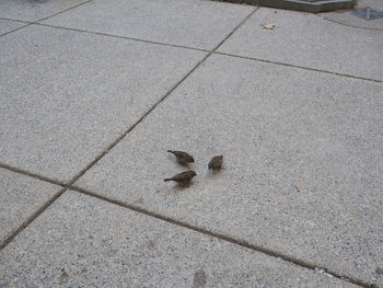 High angle view of bird on cobblestone