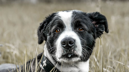 Close-up portrait of black dog on field