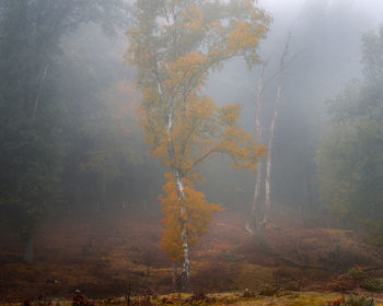 Trees on field in forest during autumn