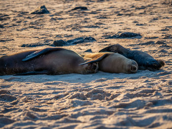 View of animal lying on shore