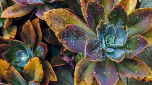 Close-up of water drops on succulent plant during rainy season