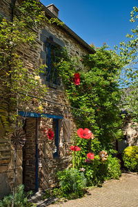 Flowering plants by building against blue sky