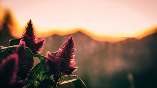 Close-up of flowering plant against sky during sunset