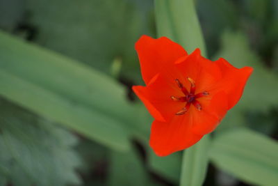 Close-up of red flower