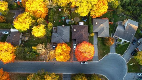 High angle view of yellow flowering plants