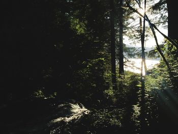 Trees in forest against sky