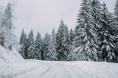 Snow covered road amidst trees against sky