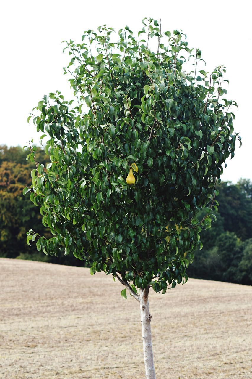 TREES GROWING IN FIELD