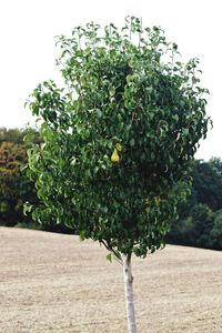 Tree growing in field