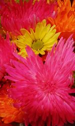 Close-up of pink flower