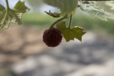 Close-up of flowering plant