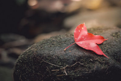 Close-up of red maple leaf on rock