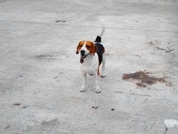 High angle view of dog standing on road