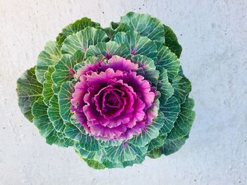 High angle view of pink succulent plant