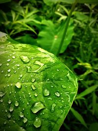 Close-up of raindrops on green leaves