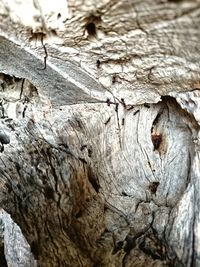 Close-up of tree trunk