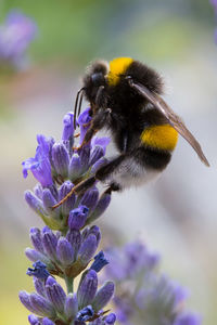 Close-up of bee on purple flower