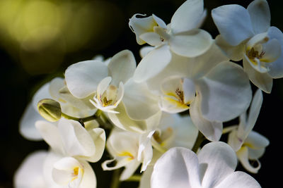 Close-up of white flowers