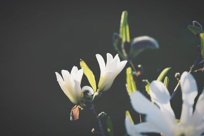 Close-up of white flowers blooming outdoors