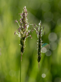 Close-up of flowering plant